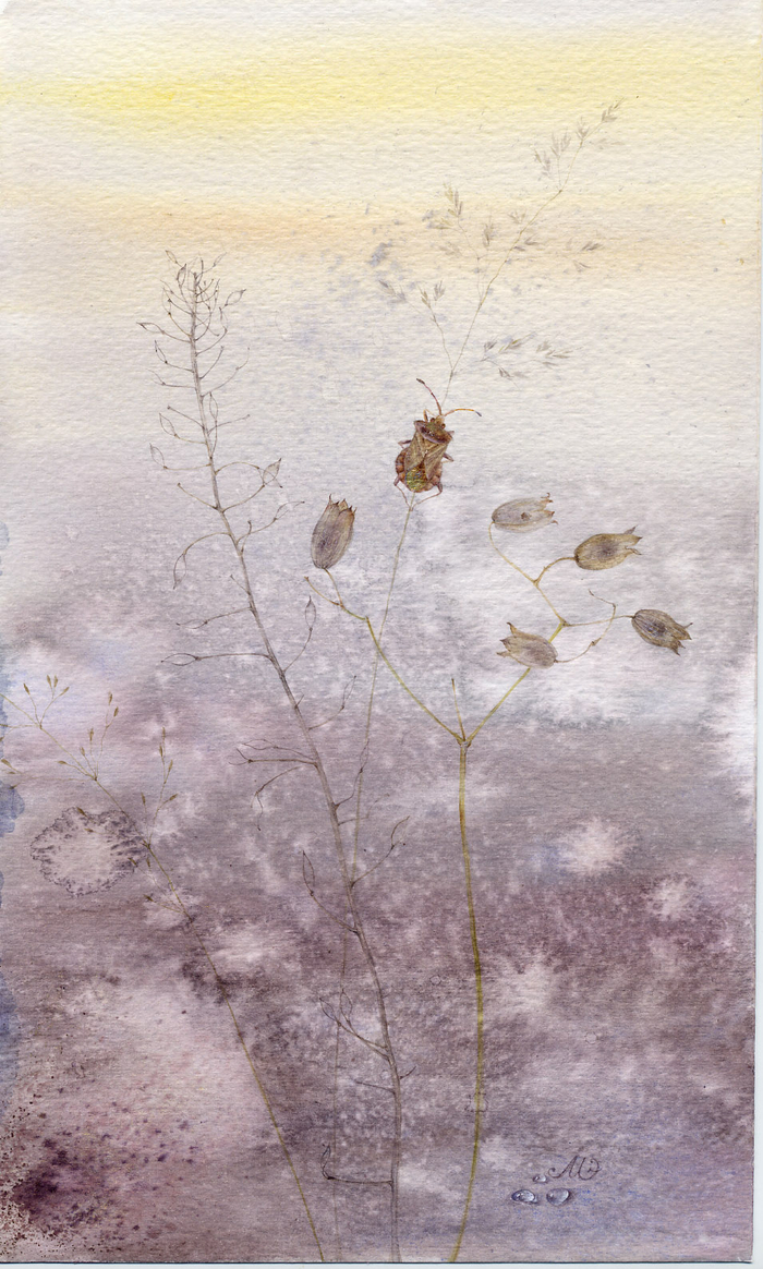 Ботанические зарисовки