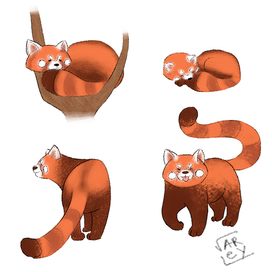 Red panda