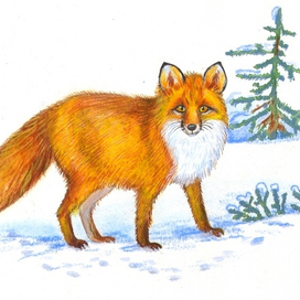 Лисик зимний