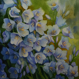 Колокольчики 