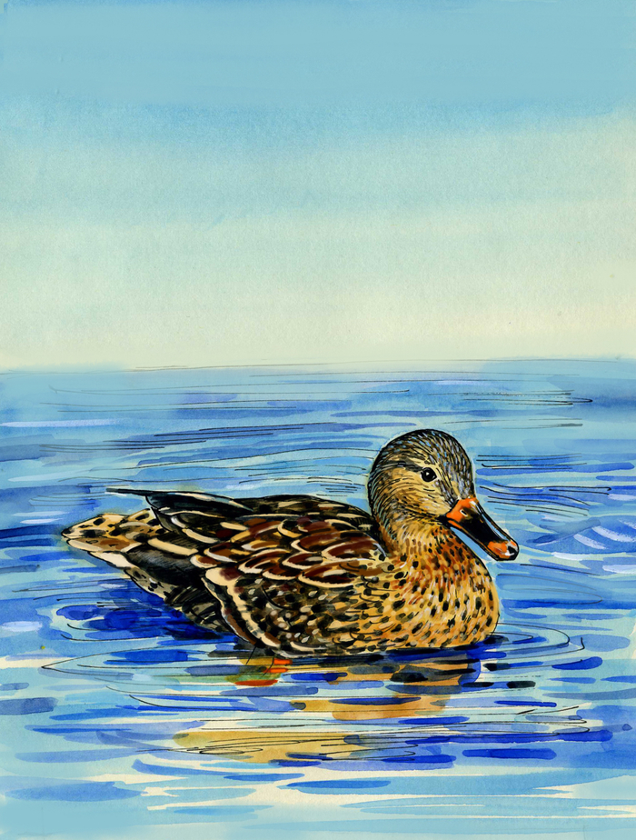 Живая азбука Камчатки