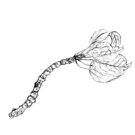 Ветка тополя