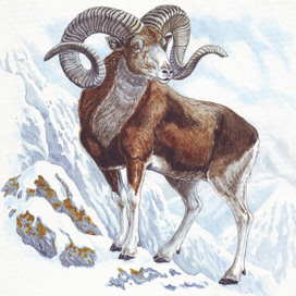 Ведь баран бараном, а каких вершин достиг...