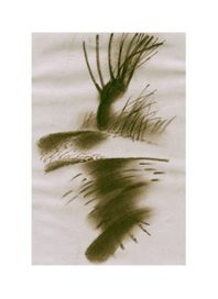 Так много большой воды