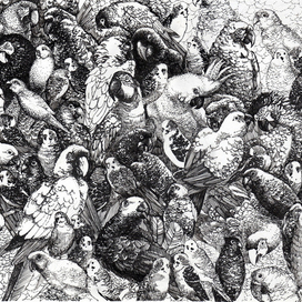 Птичий базар