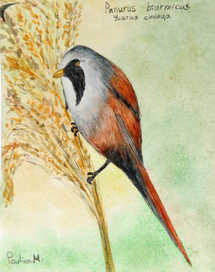 Усатая синица