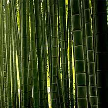 Bamboo