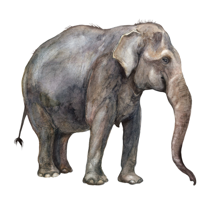 Азиатский слон, самка