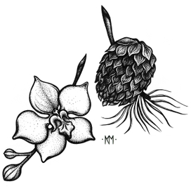 "Orchid and Fir-cone"