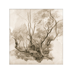 рисунок деревьев