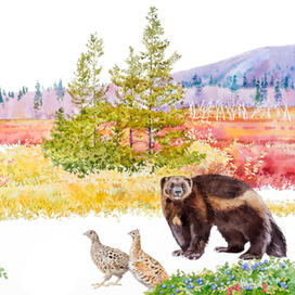 Лесотундра