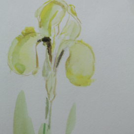 солнечный ирис