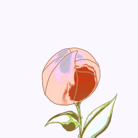 распускающийся цветок2