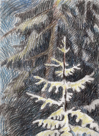 О зиме и хвойном лесе