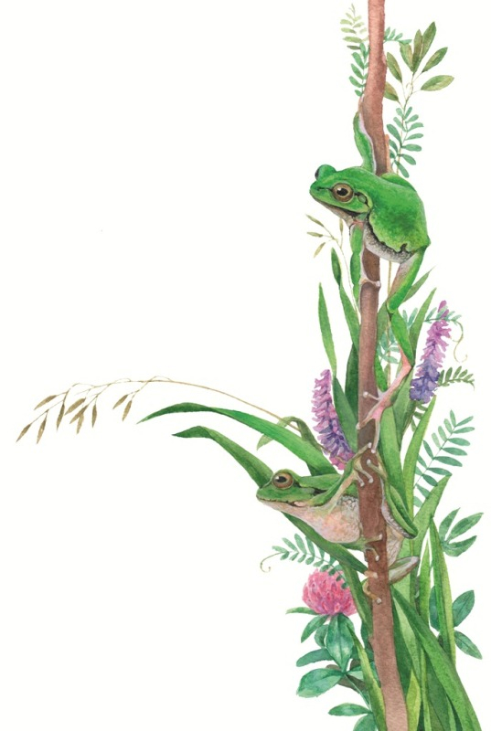 Обыкновенные квакши