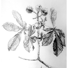 Ботанические зарисовки: каштан