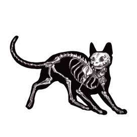 Skeleton  cat