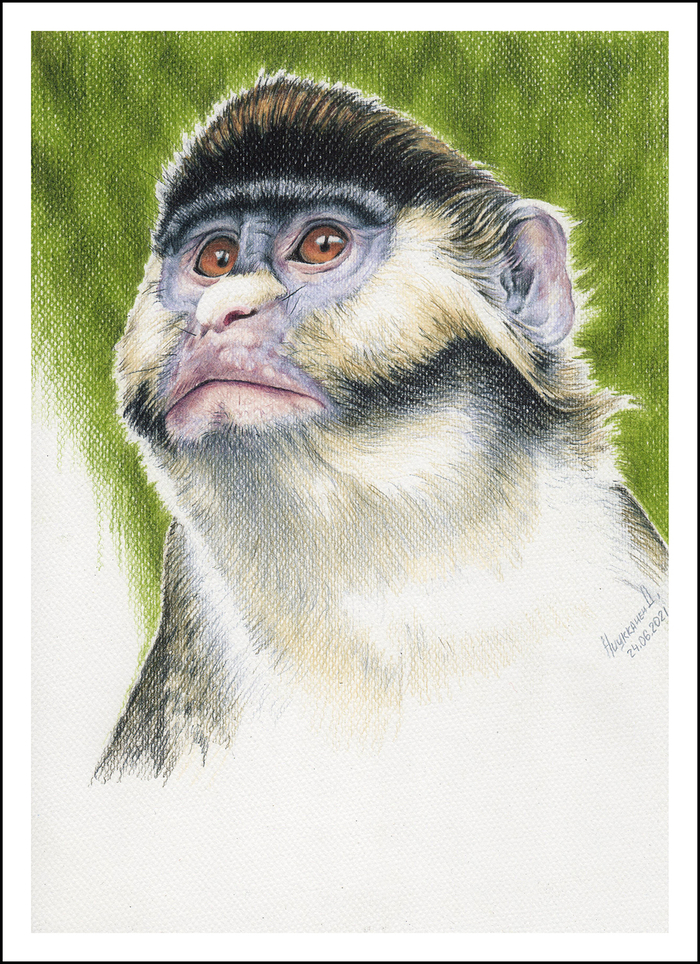 Мартышка Шмидта