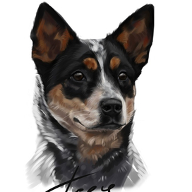 Австралийский хилер