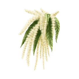 Цветение посевного каштана