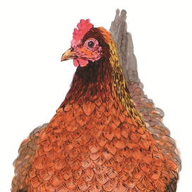 Многоножка