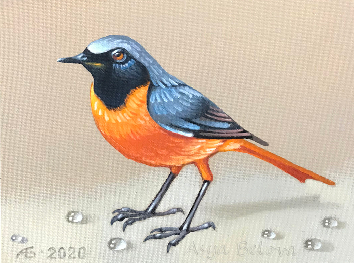 Горихвостка