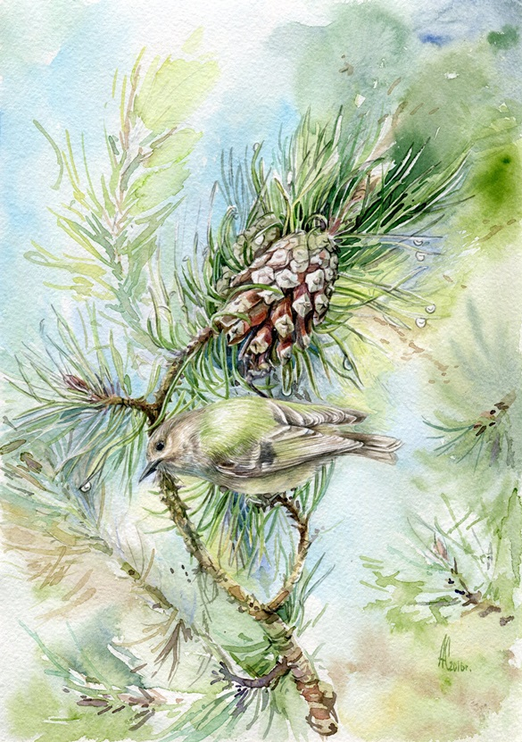 Утро крошки королька