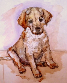 ЩЕНОК лабрадора