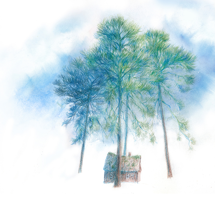 Летние сосны