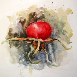 День 15. Зимний шиповник