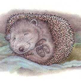 Не тревожить,спит.