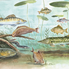 Иллюстрация для книги "Кто поймался, дедушка?"