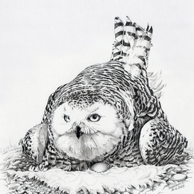 Полярная сова 2 
