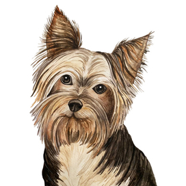 Собака Йорк