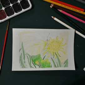 Одуванчики