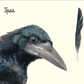 Молодой грач