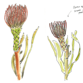 Протея - скетчи