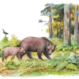  Уводит медвежонка