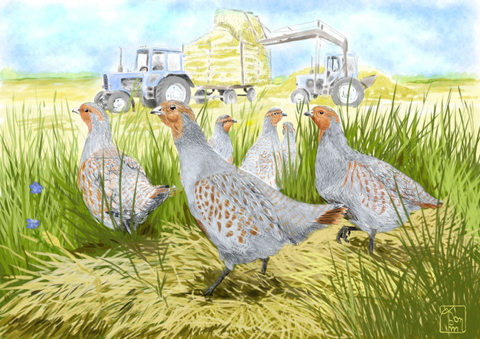 Серые куропатки