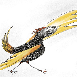 Цыплячий протест