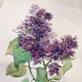 Сирень оригинал 40х30