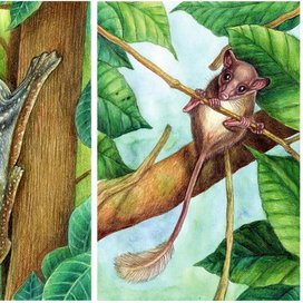 Шерстокрыл, тупайя, шиншилла, крот.