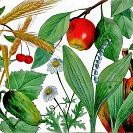 рисунок к учебнику