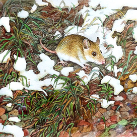 Снег на траве. Скоро зима...