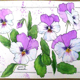 Анютины глазки