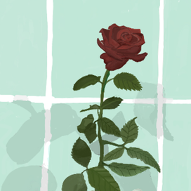 Бордовая роза