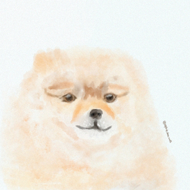 Портрет померанского шпица