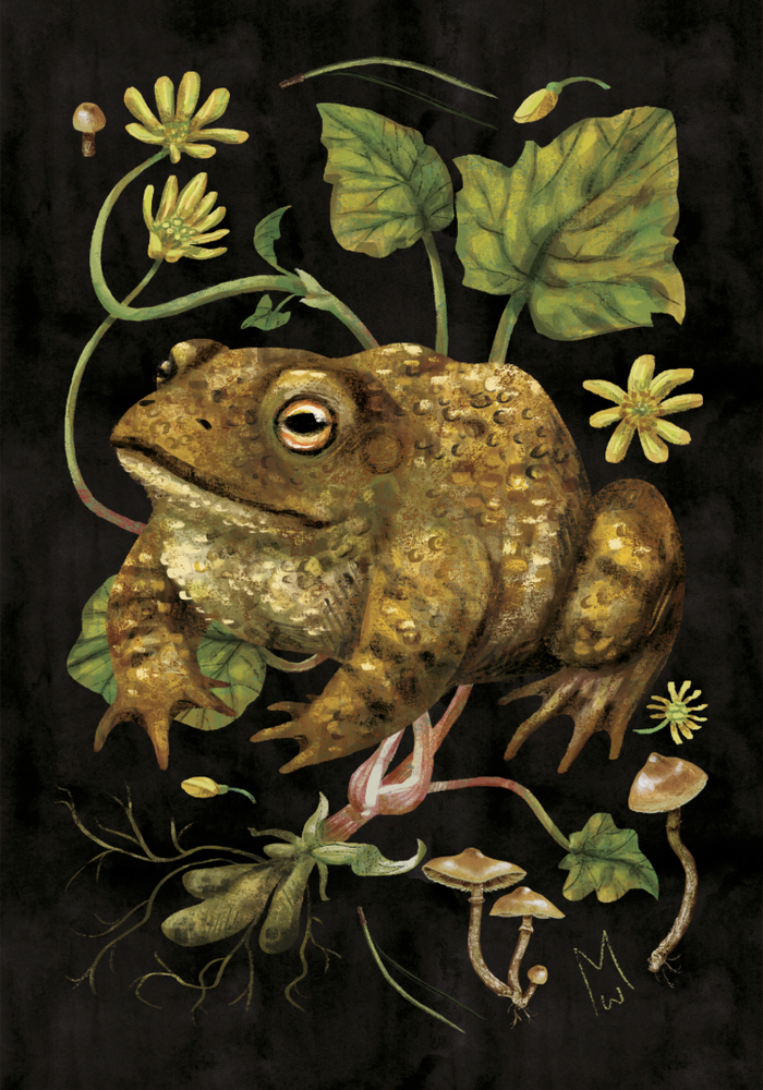 Жабник (Ficaria Verna)