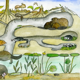 Коммунальная нора