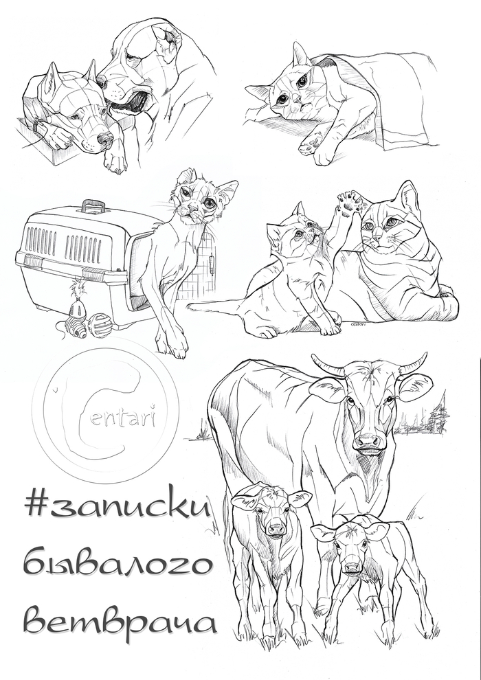 Записки ветврача